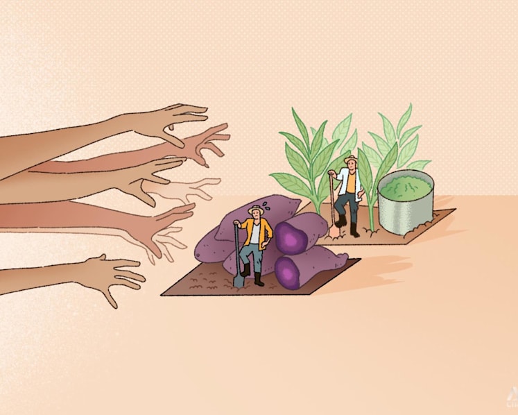 How ube became the new matcha, and what it means for farmers when a crop goes viral